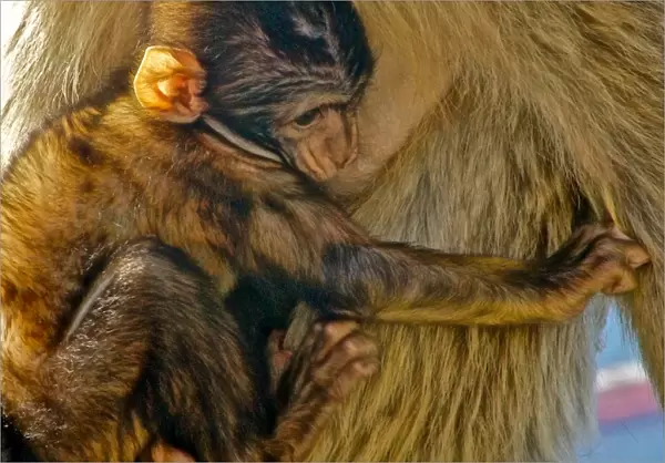 Baby barbary macaque holding to its mother