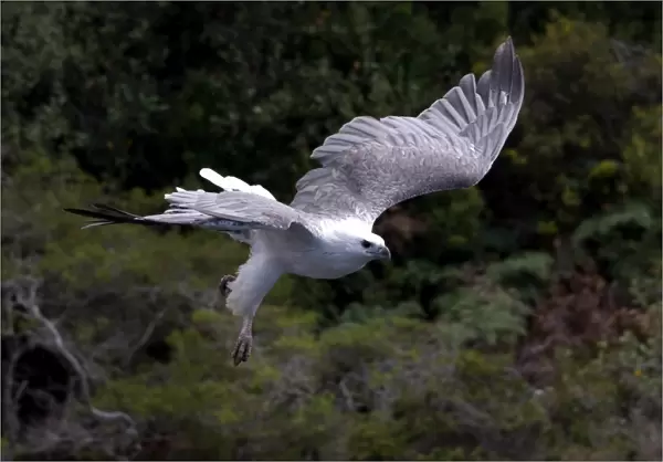 Sea eagle in flight