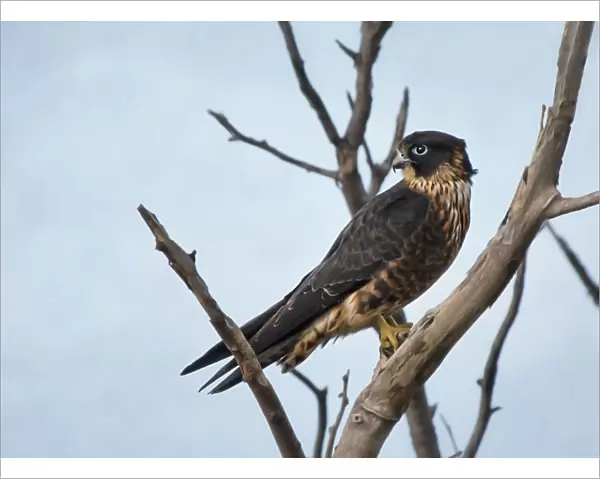 Peregrine falcon perching on dead tree