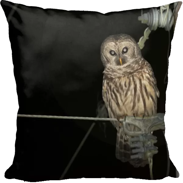Barred Owl (Strix varia) perched on telegraph pole