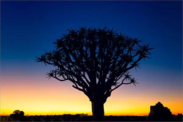 Sunset Silhouette of a Quiver Tree at Giants Playground in Keetsmanshoop, Namibia, Afrika