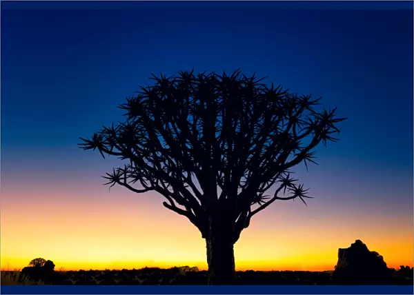 Sunset Silhouette of a Quiver Tree at Giants Playground in Keetsmanshoop, Namibia, Afrika