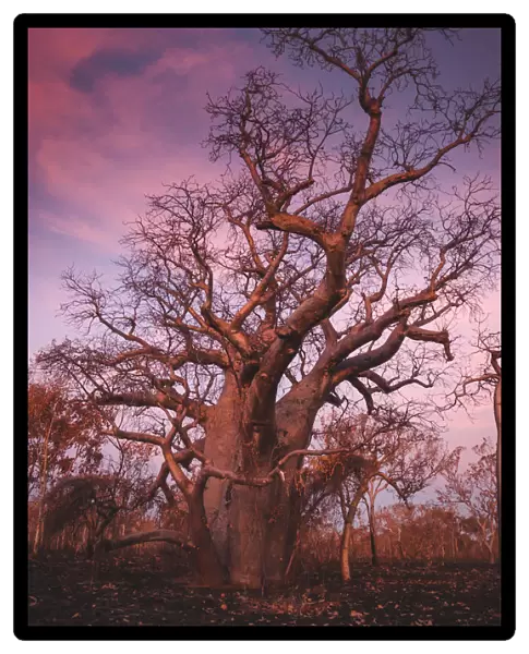 Kimberley Boab tree sunset