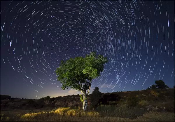 Star Trails. A green tree leaves the field in a starry night