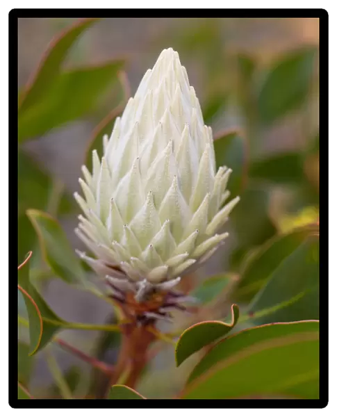 Bud of a White King Protea