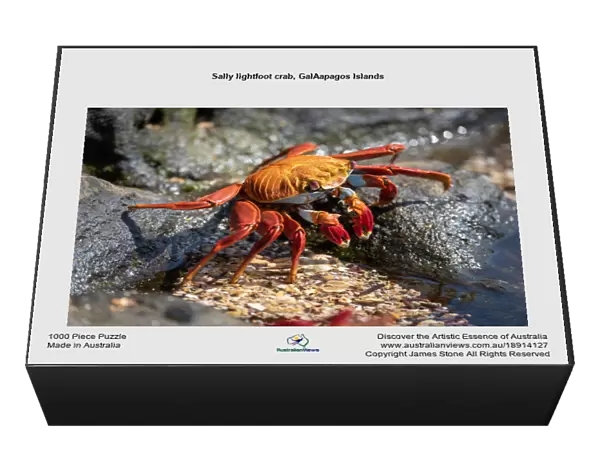 Sally lightfoot crab, GalAapagos Islands