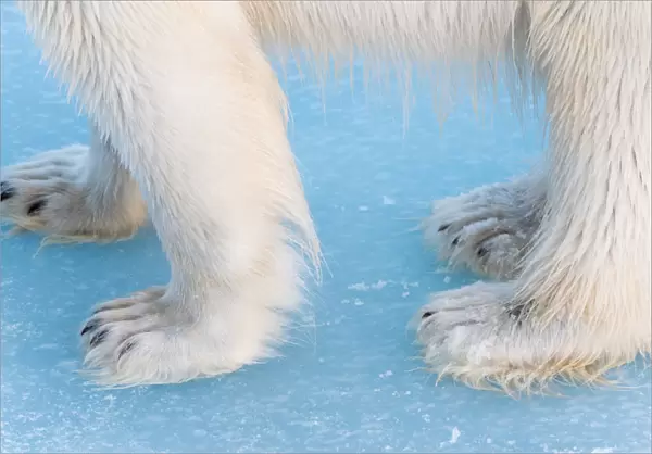 Close-up of polar bear paws