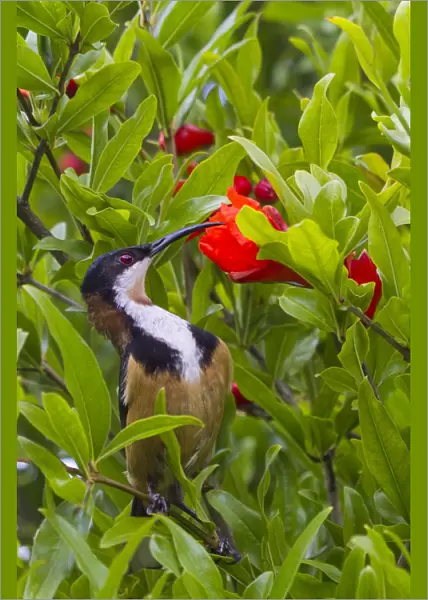 Eastern Spinebill drinking nectar from pomegranate flower