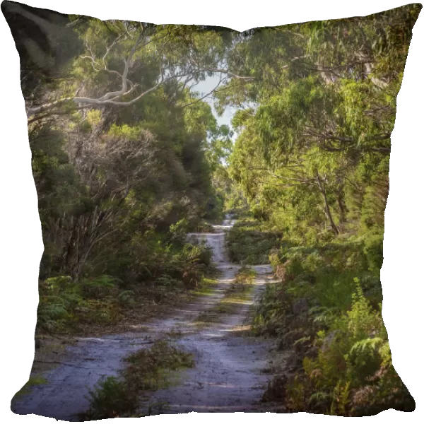Winding track in the forest of Colliers swamp, King Island, Bass Straight, Tasmania