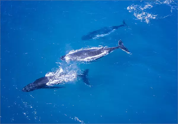 Humpback whales swimming in Blue water