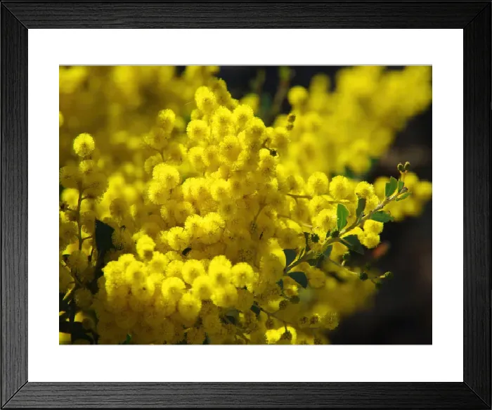 Framed Print : Golden Wattle Tree in Bloom Print Framed Print : Golden Wattle Tree in Bloom Print