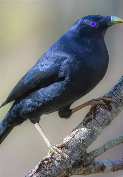 Male Satin Bowerbird
