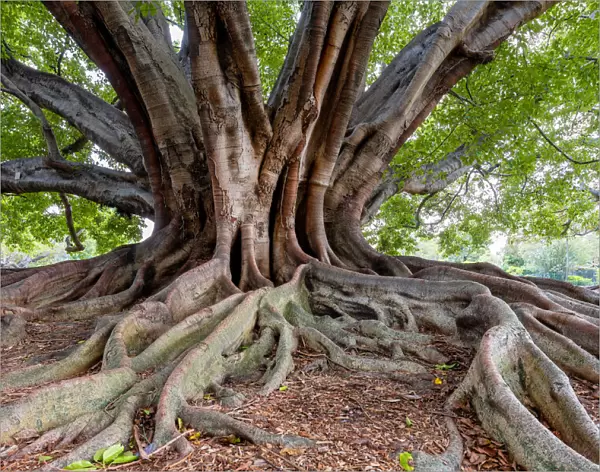 Fig Tree, New South Wales, Australia