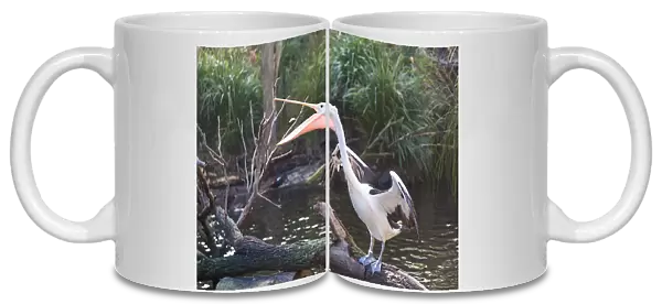 Pelican Standing on Tree Feeding On Fish