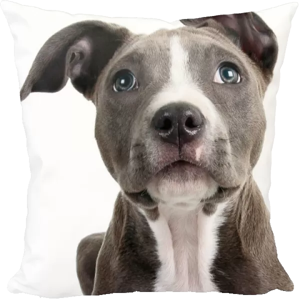 Headshot of a staffordshire bull terrier puppy looking at the camera