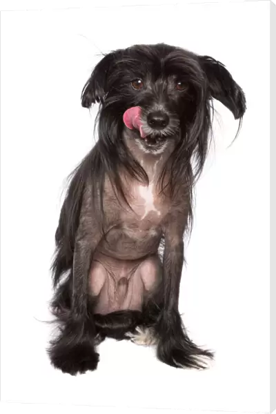 Black Chinese Crested Dog with its tongue sticking out on a white backdrop