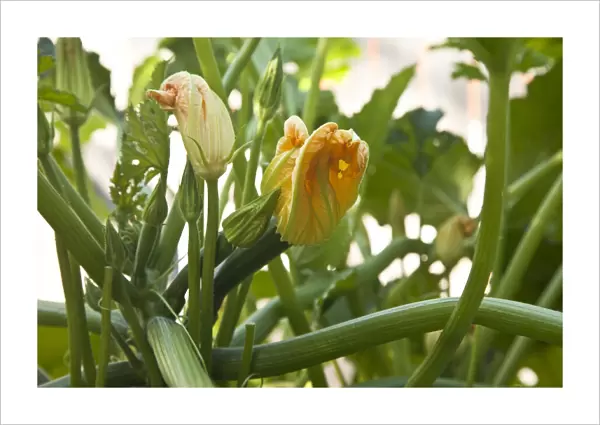 Zucchini plants in flower