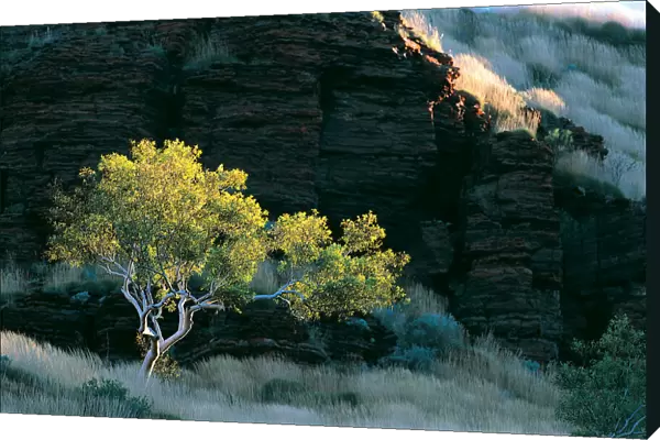 Eucalyptus Tree, Wittenoom Gorge, Western Australia