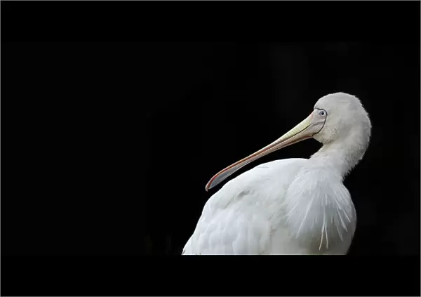 Spoonbill. Yellow-billed Spoonbill (Platalea flavipes) is a wading bird of the ibis