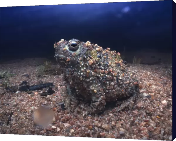 Wild crucifix toad (Notaden bennettii) emerging from gravel substrate during rainy night