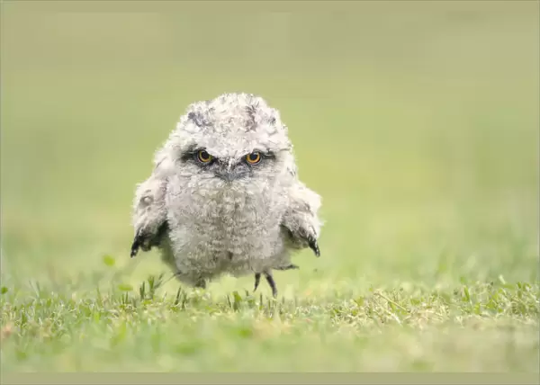 Cute, baby tawny frogmouth chick running on grass