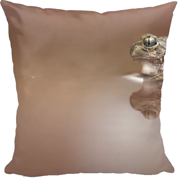 Wild Sudells Frog (Neobatrachus sudelli) sitting in muddy puddle
