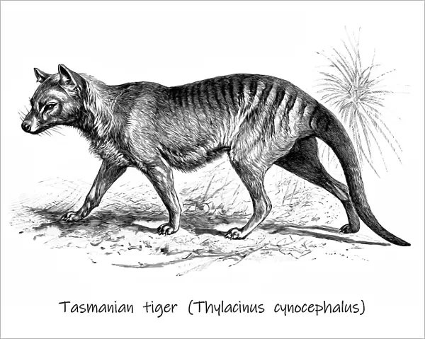 Old engraved illustration of The Tasmanian tiger, Tasmanian wolf, now extinct (Thylacinus cynocephalus)