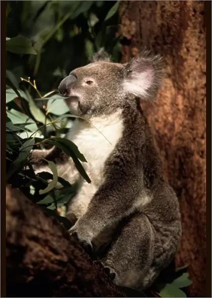 Koala bear (Phascolarctos cinereus), captive, eating leaf