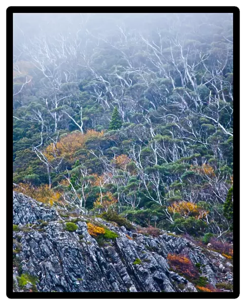 Trees and fog on Cradle Mountain. Tasmania