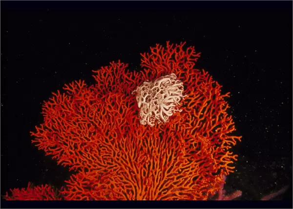 gorgonian coral or seafan