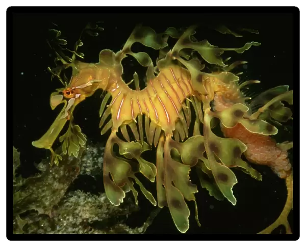 Leafy Seadragon (phycodurus eques) Male