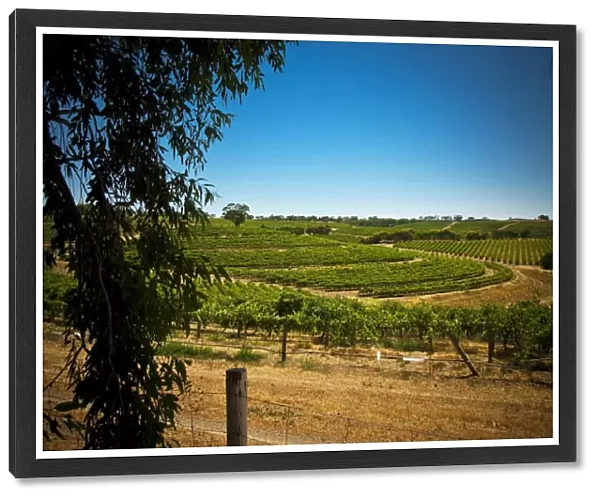 Vineyard at McLaren Vale, South Australia