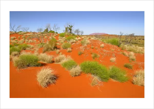 Red desert sand dunes. Outback Australia