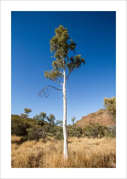 Ghost gum tree. Alice Springs. Australia