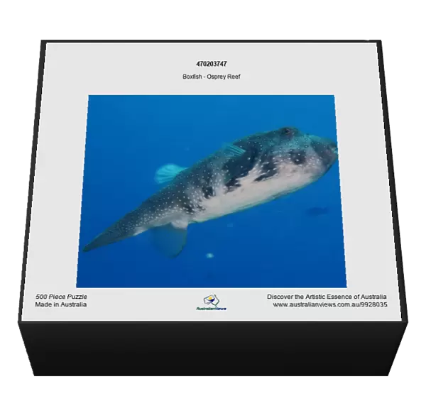 470203747. Boxfish - Osprey Reef