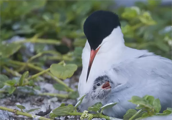 Roseate Tern with baby under its wing Lady Elliot
