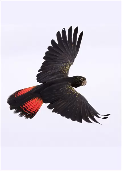 Red Tailed Black Cockatoo in flight