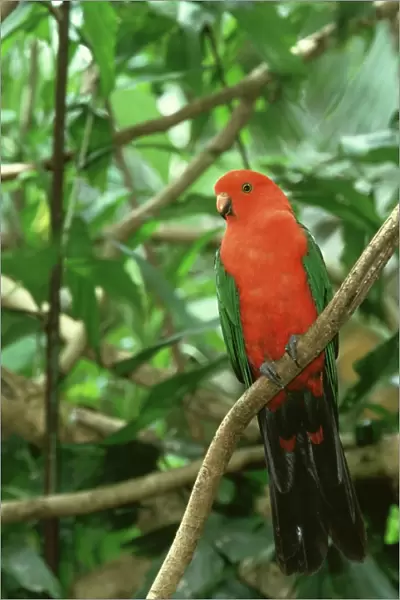 king parrot, alisterus scapularis, male, eastern australia