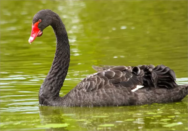 Black Swan. Cygnus atratus. Australia