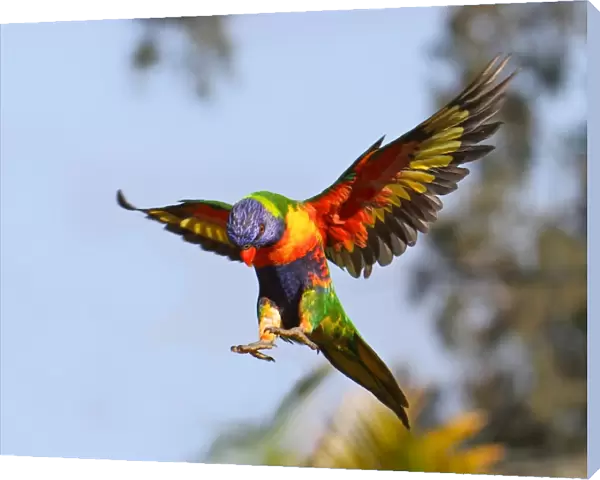 Rainbow Lorikeet flying