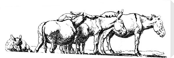 Antique illustration of donkeys resting