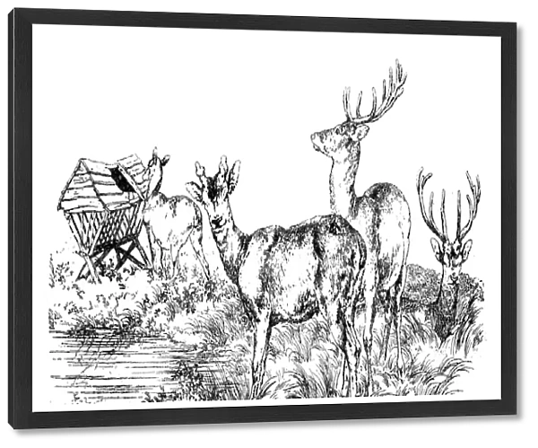 Antique illustration of group of deer, stag at the pond