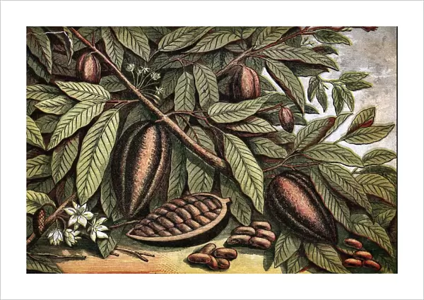 Cocoa Nut. circa 1800: A branch carrying the fruit of the theobroma cocao