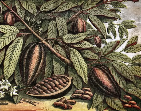 Cocoa Nut. circa 1800: A branch carrying the fruit of the theobroma cocao