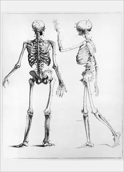 Human Skeletons