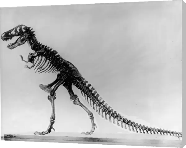 Tyranosaurus skeleton