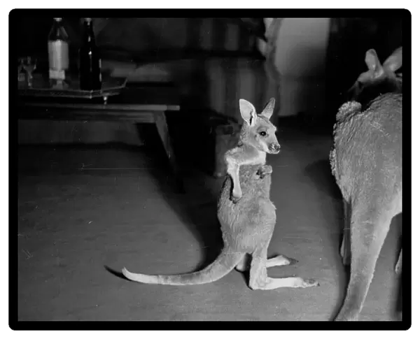 Kangaroos Living in Lincoln