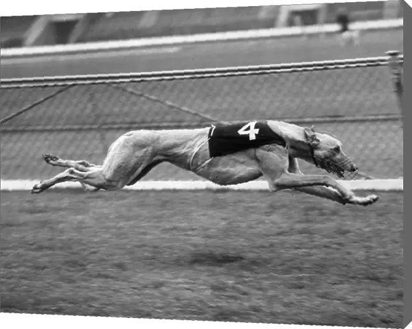 Wild Wolf. 17th June 1950: Greyhound Wild Wolf in action at the White City Stadium, London