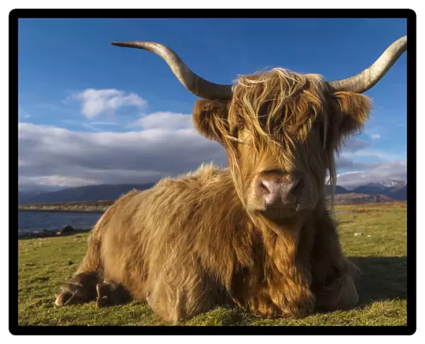 Highland cow sitting beside Cuil beach
