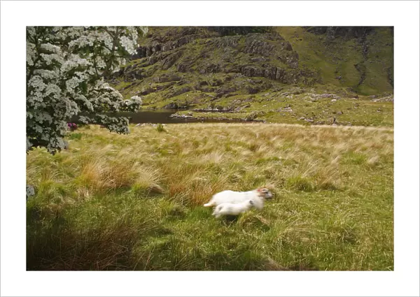Sheep In The Gap Of Dunloe Outside Killarney